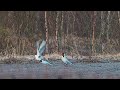 Naurulokeilla kevättä rinnassa 16 4 2025