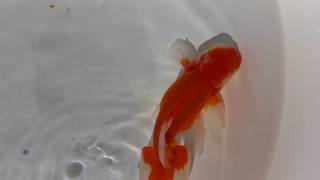 DSCF3952