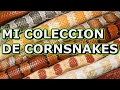 MI COLECCION DE CORNSNAKES (SERPIENTES DEL MAIZ)