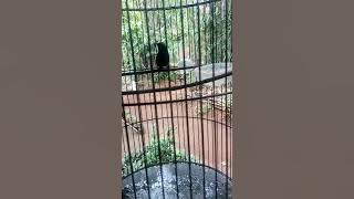 konin suara platuk beras konin sniper pekalongan