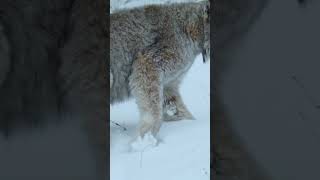 The Cat Built for Extreme Cold #cats #wildlife #animaldocumentry