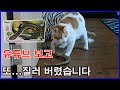 고양이/뱀 장난감/Cat Toy