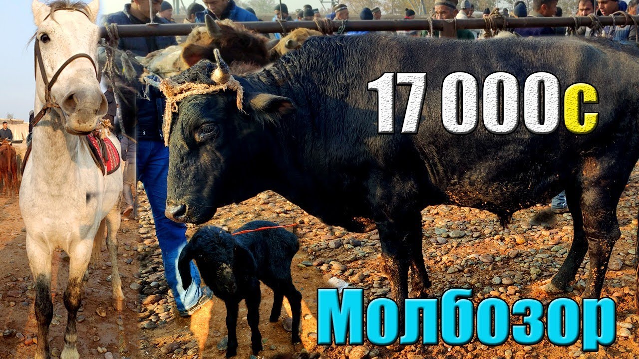 Картинка асп точики