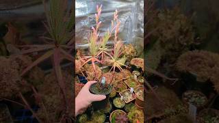 Roridula gorgonias maintenance