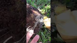 BIG PIG. #random #hilarious #fruit #harvest #bigpig #viral #jackfruit #bubblegum #farming #hawaii