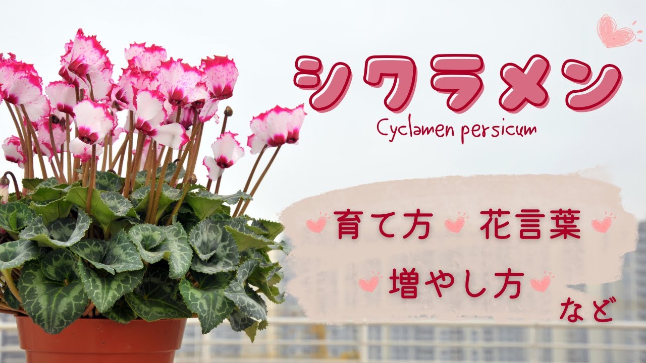 Cyclamen: How to Grow, Propagate, Characteristics, Flower Meaning