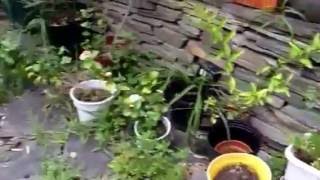 Persian jasmine