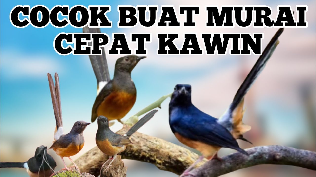 pancingan terbaik suara murai untuk meningkatkan birahi !! terapi murai kawin