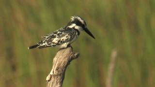 PIED KINGFISHER,Gambia