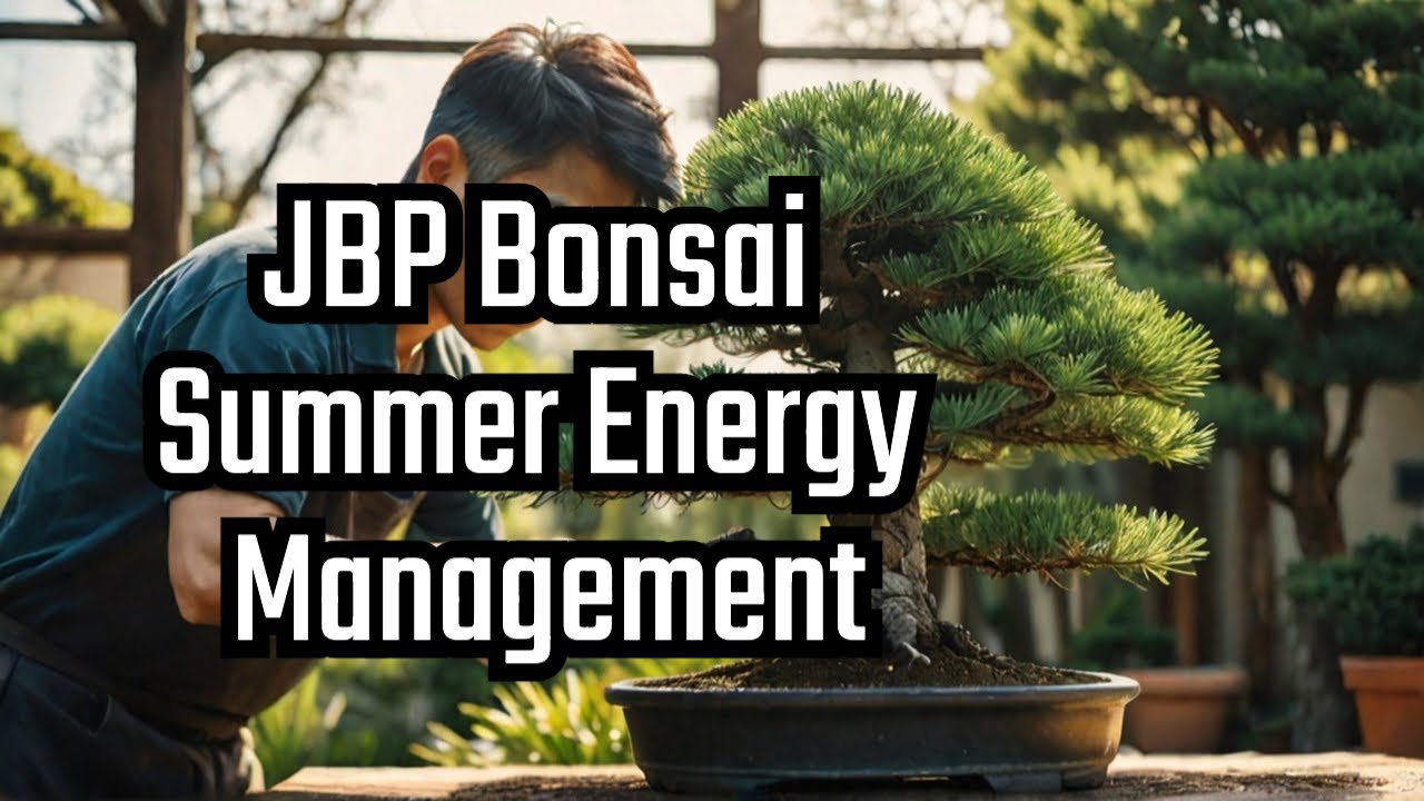 Black Pine Bonsai Energy Balancing Secrets
