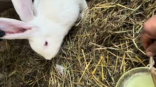 How to treat ear mites  on rabbits
