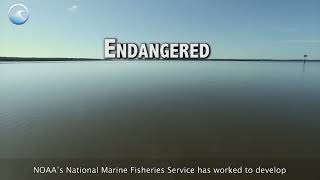 Largetooth sawfish