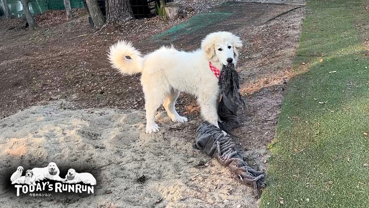 グレートピレニーズ, Great Pyrenees, 超大型犬, 大型犬 | 今日のルンルン