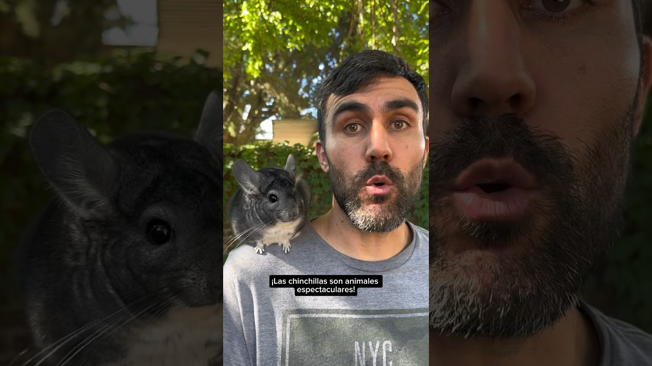 ¡Las chinchillas son animales espectaculares! YouTube