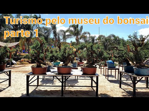 Vídeo: Bonsai, Estils I Classificació - 1