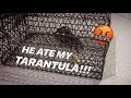 I CAUGHT the RAT that ATE my TARANTULA !!! [an old old vid I found] #throwback
