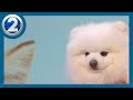 Pet Health Watch: Seizures and Canine Epilepsy