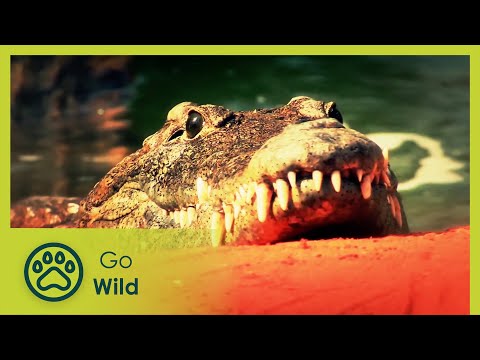 Crocodilians - Wild About 8/13 - Go Wild
