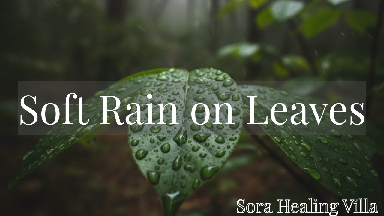 Soft Rain on Leaves | Calm Nature Rain Sounds for Relaxation