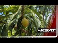 No peaches to pick: Fredericksburg orchard takes major hit after unusual weather swings