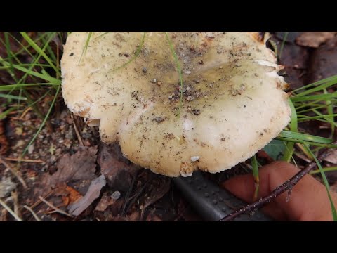 วีดีโอ: Russula ที่กินได้: รูปภาพ, คำอธิบาย, วิธีแยกแยะจากกินไม่ได้?