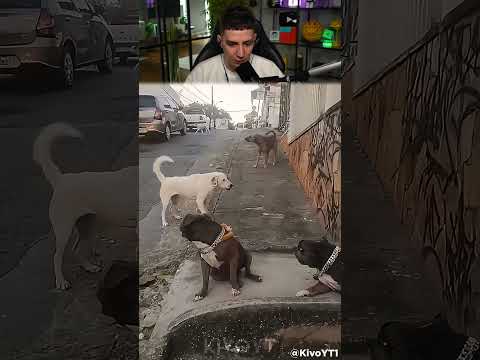 СОБАКИ УСТРОИЛИ РАЗБОРКУ 💀