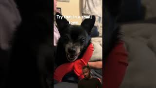 Angry ass dog #blicky #funny #foryou #comedy