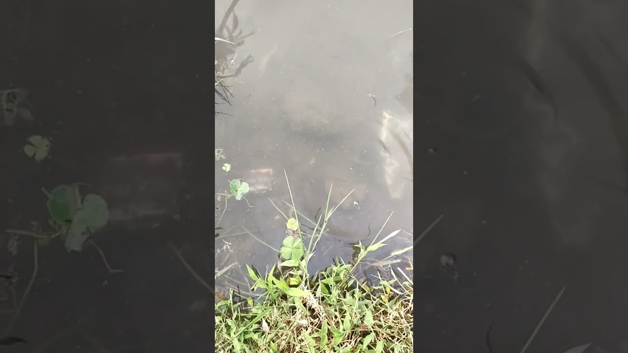 Feeding Fishes 🐡🐠🦈 🐟