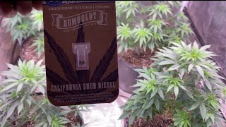 Indoor cannabis grow 2026:  starting new seeds Humboldt sour Diesel