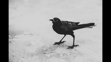 Crow Simulator 2020 - UE4 Game // (WIP) // No. 01