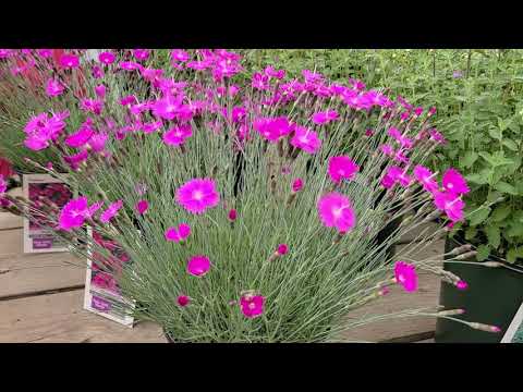 Video: Firewitch Dianthus Care: Menanam Bunga Firewitch Di Taman