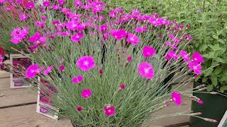 Dianthus 'Firewitch' (Pinks) // Bright, colorful flower with spiky Foliage