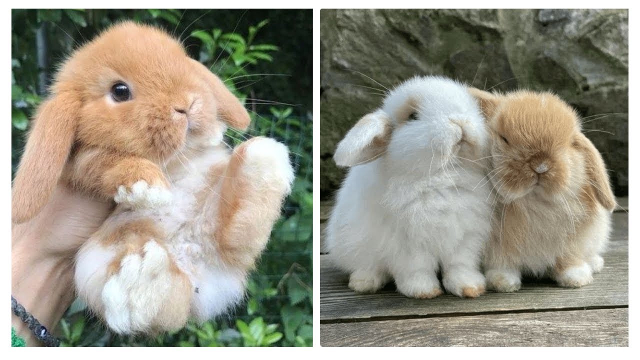 2024 Funny Videos Of little bunnies 🐰 cute rabbits - YouTube