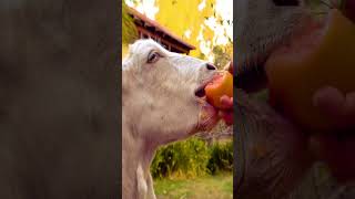 Ever seen a goat eating a tomato?