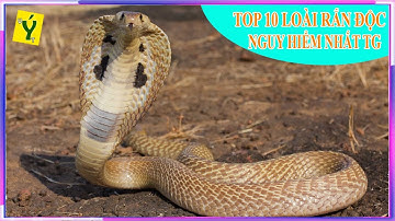 Top 10 loài rắn có nọc độc nguy hiểm nhất thế giới - Cắn phát chết ngay