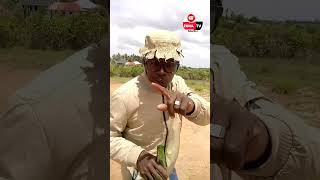 #cramvevo #manaratv #chumvinyingi #ndaro #mr black