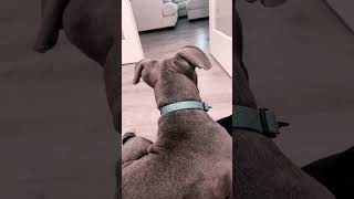 The Wiggle Master Twerk Nation Sensation