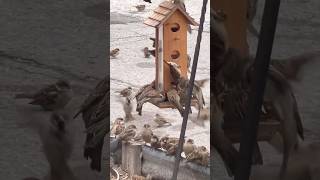 Freddy Freeloaders