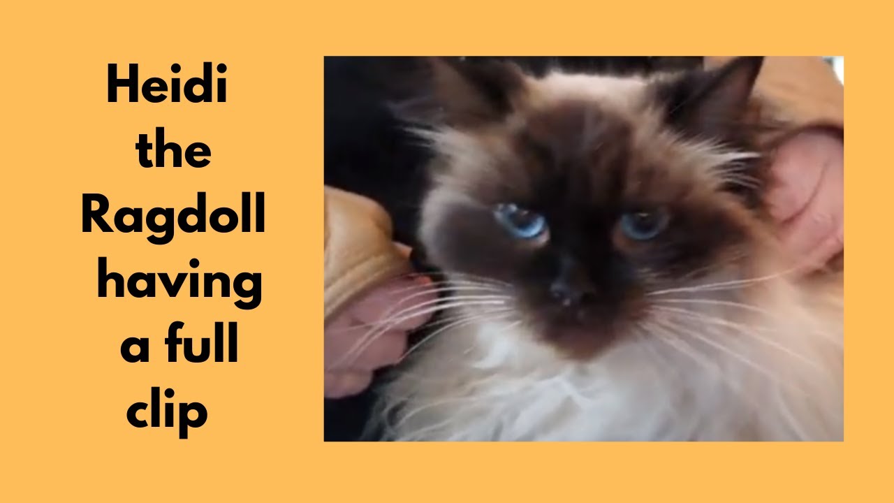 Ragdoll Cat Grooming Full Clip YouTube