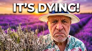 STOP! Doing This Is Killing Your Lavender - 5 Critical Mistakes