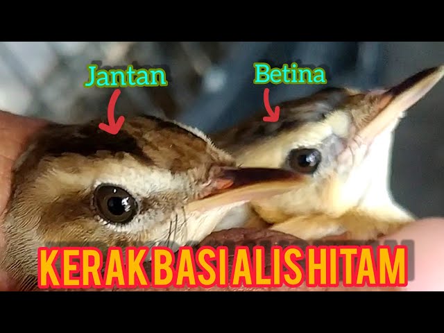 Perbedaan Kerak Basi Alis Hitam Jantan dan Betina class=