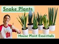 Snake plants  complete care  houseplant basics  how to grow well