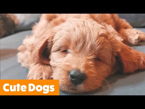 Cute Silly Dogs | Funny Pet Videos