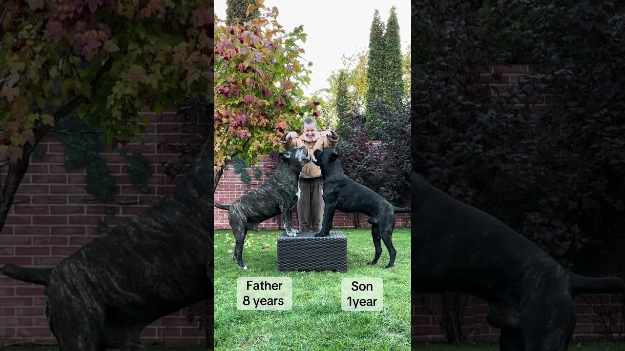 🐕 Cane Corso Protegge la Sua Famiglia 