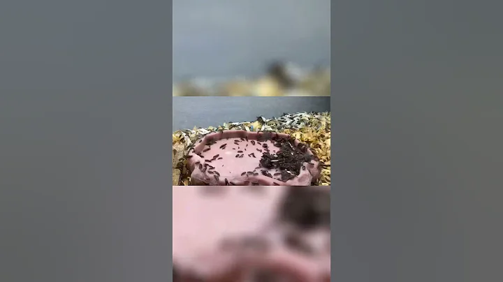 Dermestid Beetles Eating Chicken Wing Time Lapse