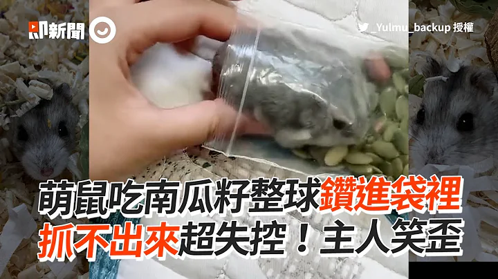 萌鼠吃南瓜籽整球鑽進袋　抓不出來超失控！主人笑歪｜寵物｜侏儒倉鼠｜貪吃 - 天天要聞
