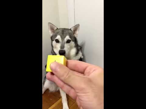 cozyfur-anxiety-vest-for-dogs-with-calming-scent-&-music---tutorial-by-miko-the-mini-husky