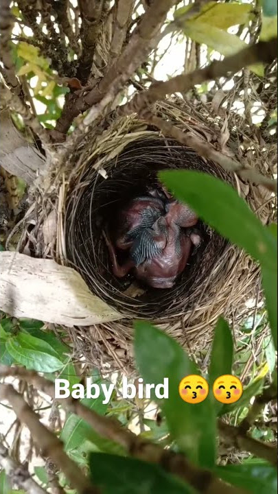 baby bird growing up so cute #short
