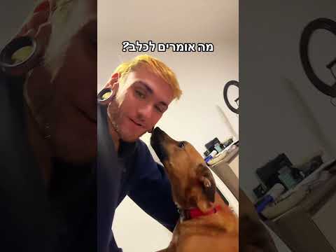 What Do You Call A Dog That You Don T Know Its Name Dog Dogs Shorts 