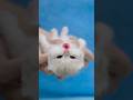 This kitten has one of the best meows of all time 😊 #short